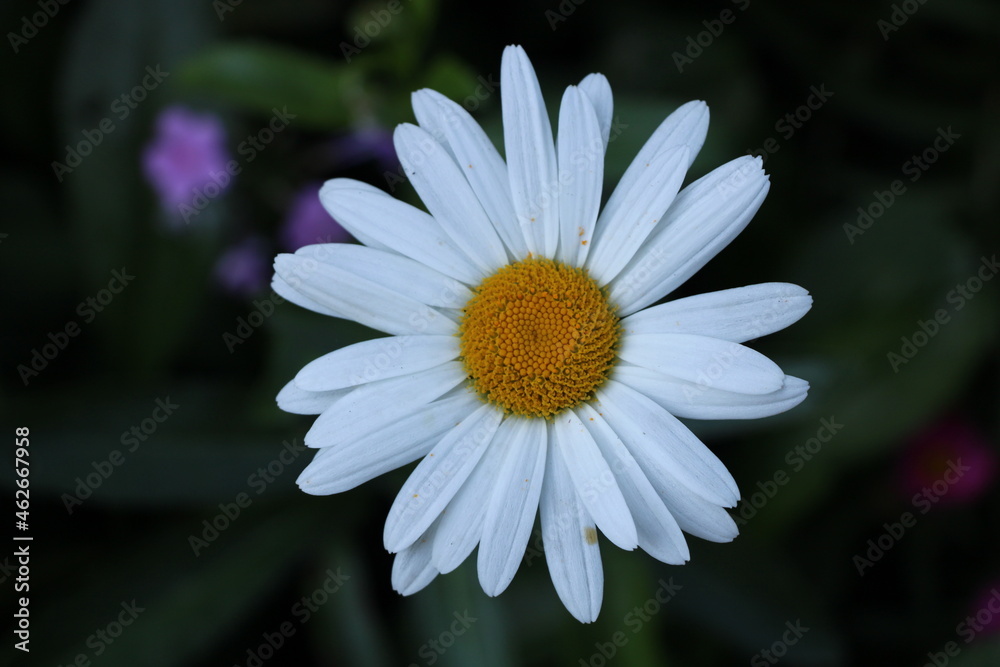 Marguerite Marguerite