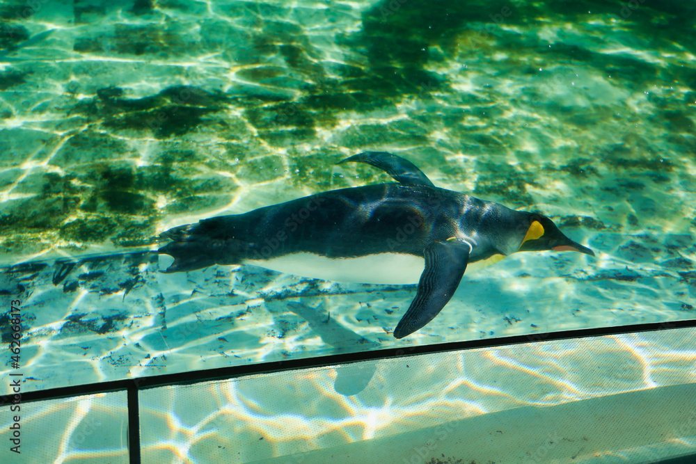Obraz premium 水族館のペンギン