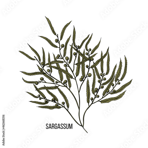 Vintage doodle illustration with black sargassum algae sketch. Vector line art.