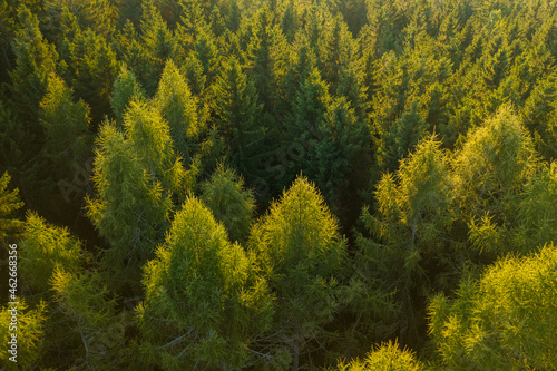 Aerial view of tree tops of young dense forest at sunlight.