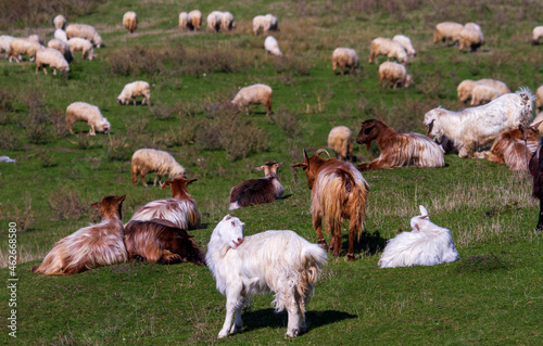 Goats in the pasture