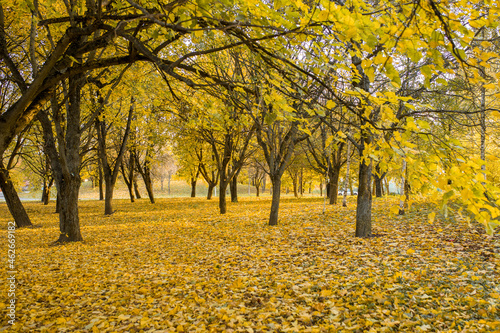 Autumn landscape. Autumn trees and leaves are yellow. Autumn leaves close-up. Autumn trees in the park.