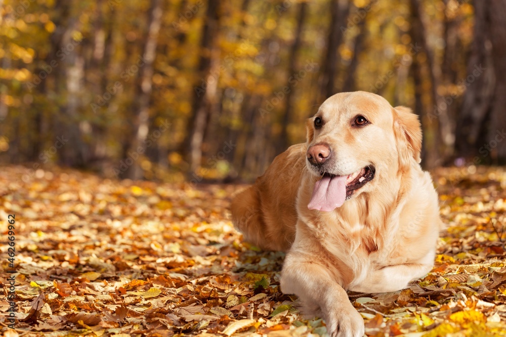 Golden Retriever Dog on the outdoor background