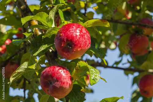 Wallpaper Mural Late apples on an apple tree in an autumn garden on a blurry background. Torontodigital.ca