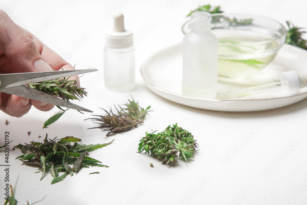 Medical marijuana. Hand with scissors cutting marijuana, trimming cannabis buds. Process of making medical CBD oil. Medical marijuana. Hand with scissors cutting marijuana, trimming cannabis buds. Process of making medical CBD oil.