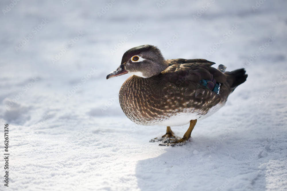 Female Caroline duck (Aix Sponsa) standing on snow in winter Female Caroline duck (Aix Sponsa) standing on snow in winter