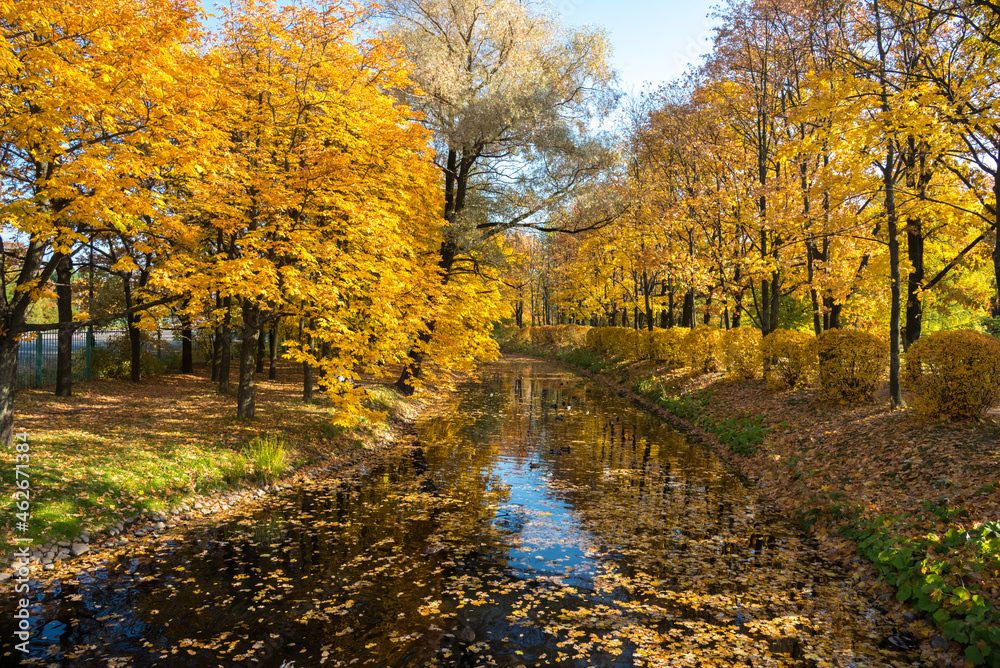 Trees with yellow autumn foliage are located on two banks of the canal in the park. There are many dead leaves on the water