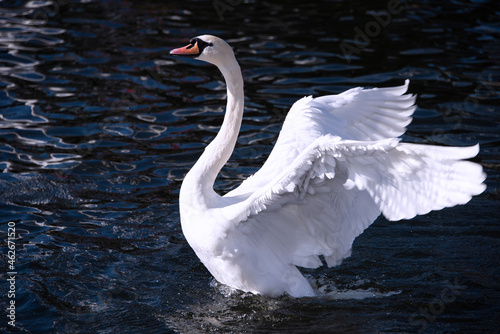 swan on the lake