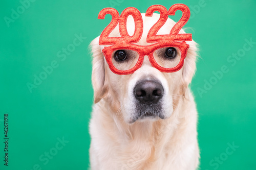 Dog wearing glasses 2022 for the new year. Golden retriever for Christmas sits on a green background in red glasses. Postcard with a place for text for the new year with a pet.
