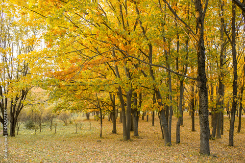 Autumn landscape. Selective focus. Soft focus. Defocus. Beautiful autumn nature. Autumn trees with yellow and orange leaves. Autumn glade. Yellow leaves on the ground. Yellow leaves on the ground.