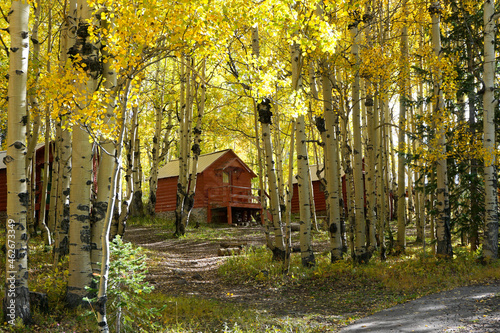 Cabins in an aspen grove in autumn photo