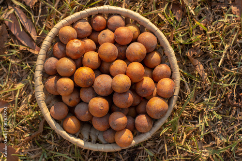 African sugar plum, Uapaca kirkiana fruits known as mazhanje, masuku or mahobohobo