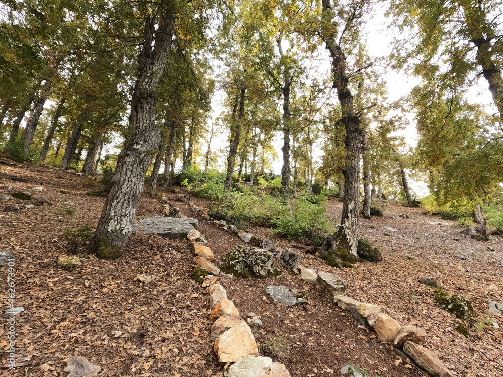Beautiful forest landscape. Trees in the mountains. Calm and peaceful scene. Hiking trails. Middle east region. Beauty of Lebanon. Best travel destinations. Vacation time Beautiful forest landscape. Trees in the mountains. Calm and peaceful scene. Hiking trails. Middle east region. Beauty of Lebanon. Best travel destinations. Vacation time
