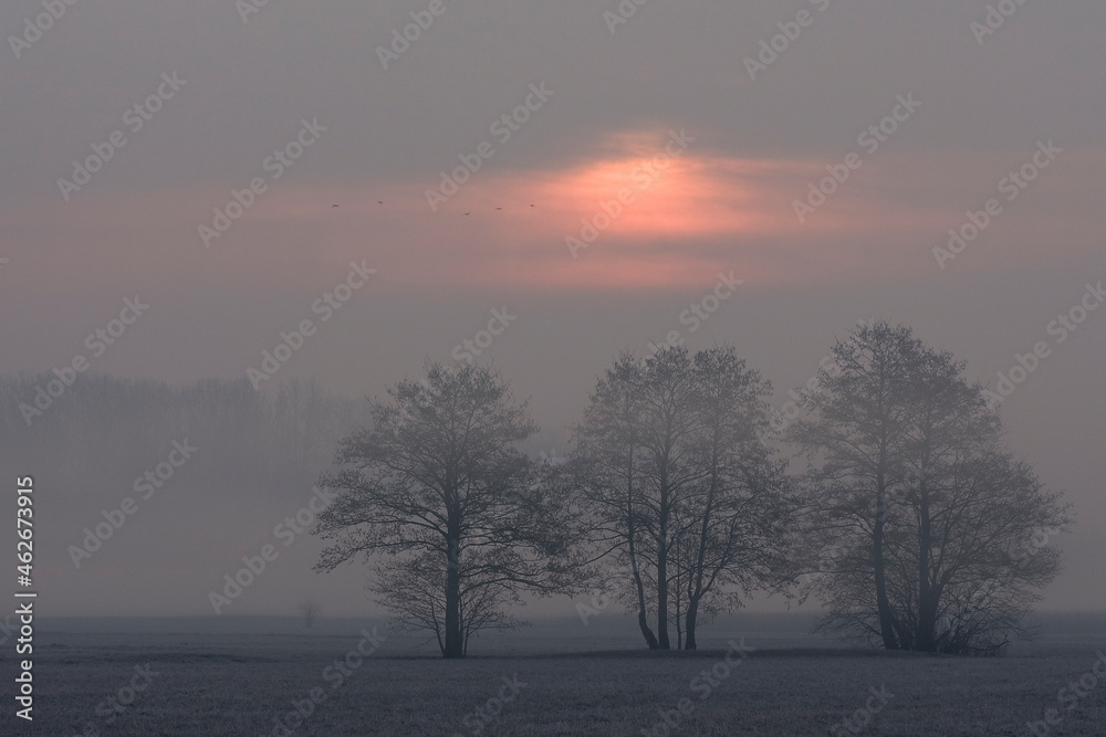 Sunrise in the fog Sunrise in the fog