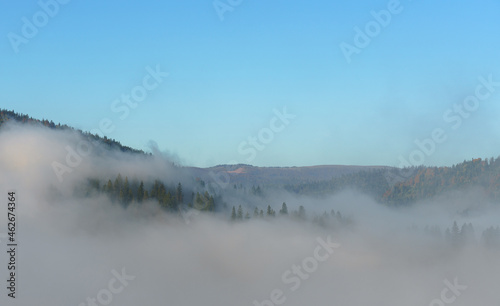 Aerial View of misty pine forest on Carpathian mountains