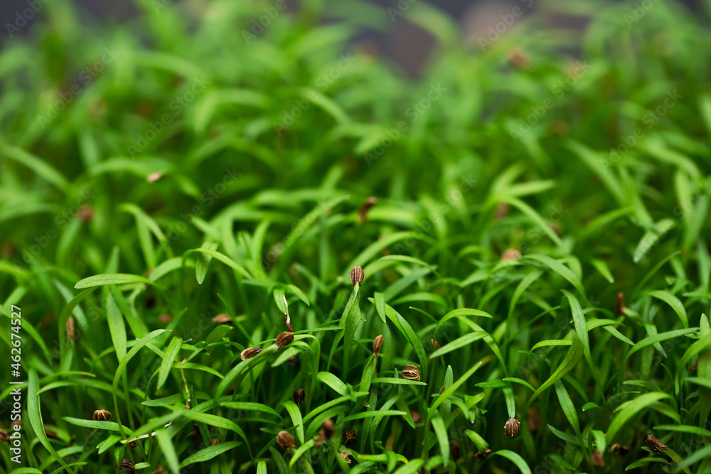 Sprouts vegetable carrot, micro, microgreen. Sprouts vegetable carrot, micro, microgreen.