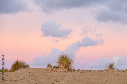 Golden dune grass on the beach sand with pink sky