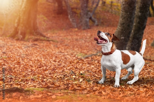 Happy pet dog puppy walking in the forest. Colored golden autumn fall concept.