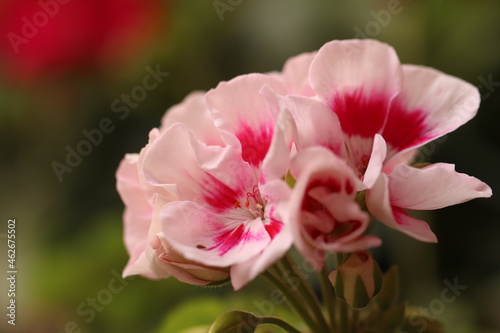 particolare di fiori di geranio rosa