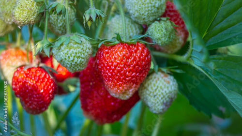 Strawberry berries are spiced on a strawberry bush in the garden in summer