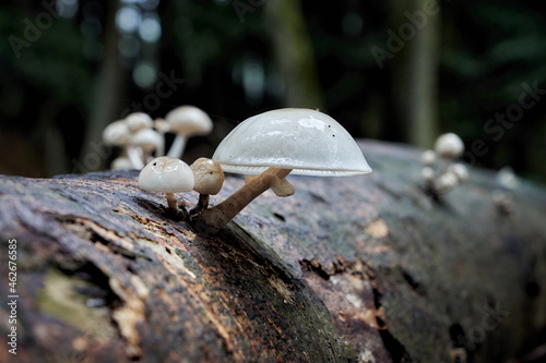 Wallpaper Mural Oudemansiella mucida, commonly known as porcelain fungus Torontodigital.ca