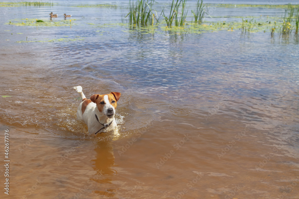 A small Jack Russell dog swims and runs on the water in a river or lake