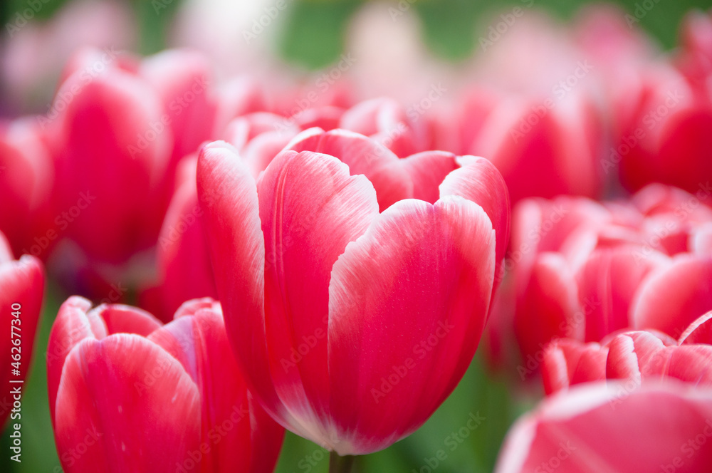 close up of pink tulips close up of pink tulips