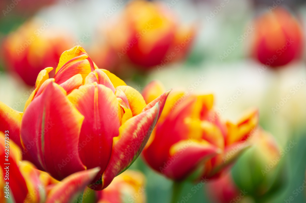 red and yellow tulips red and yellow tulips