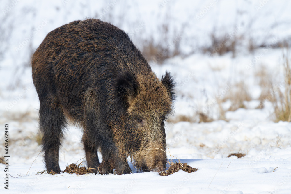 Wild boar (Sus scrofa). Animal on winter forest Wild boar (Sus scrofa). Animal on winter forest