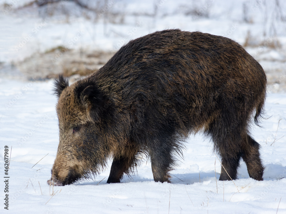 Wild boar (Sus scrofa). Animal on winter forest Wild boar (Sus scrofa). Animal on winter forest