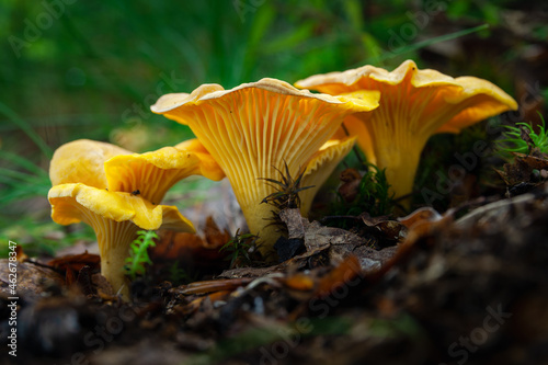 Cantharellus cibarius (commonly known as the chanterelle or golden chanterelle) growing in the forest photo