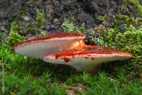 Fistulina hepatica, known as beefsteak fungus, beefsteak polypore, ox tongue and tongue mushroom, growing on oak in Europe photo