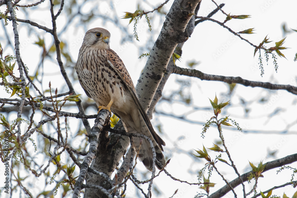 Portrait of a common kestrel (Falco tinnunculus) perched on a trunk. Portrait of a common kestrel (Falco tinnunculus) perched on a trunk.