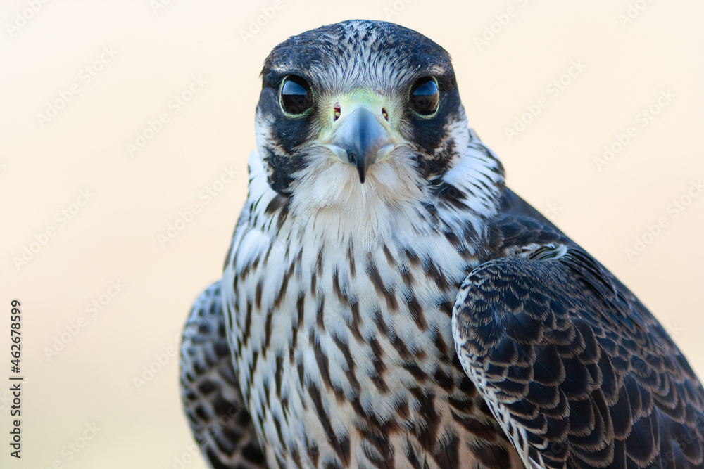 Fototapeta premium Isolated portrait of Young Peregrine Falcon (Falco peregrinus).