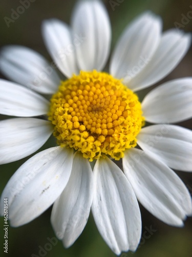 daisy flower macro