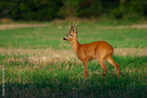 Roebuck - buck (Capreolus capreolus) Roe deer - goa.