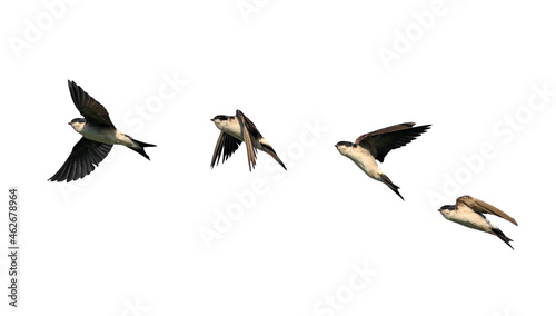 phases of flight in the sky of birds swallows on a white isolated background
