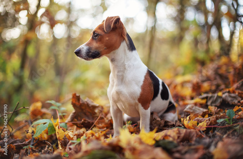 Small Jack Russell terrier dog sitting on autumn leaves, looking to side, shallow depth of field photo with bokeh blurred trees in background