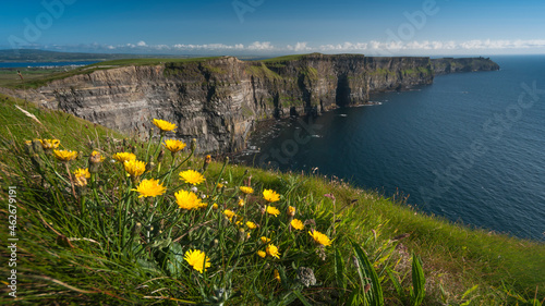 Yellow flowers at cliffs of moher ireland 