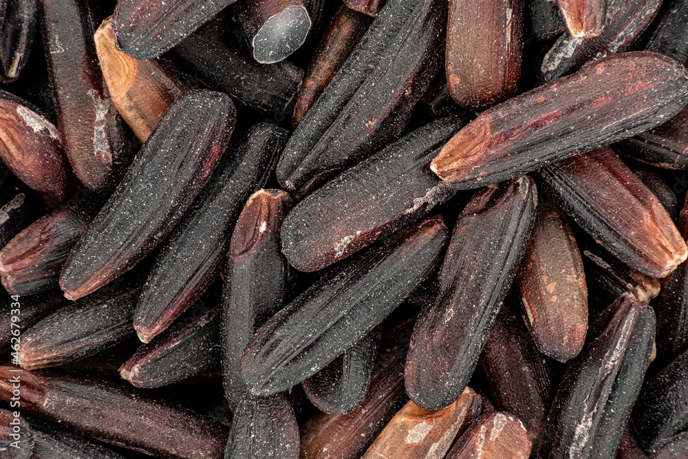 Black wholegrain Thai rice under microscope, image width 15mm Black wholegrain Thai rice under microscope, image width 15mm
