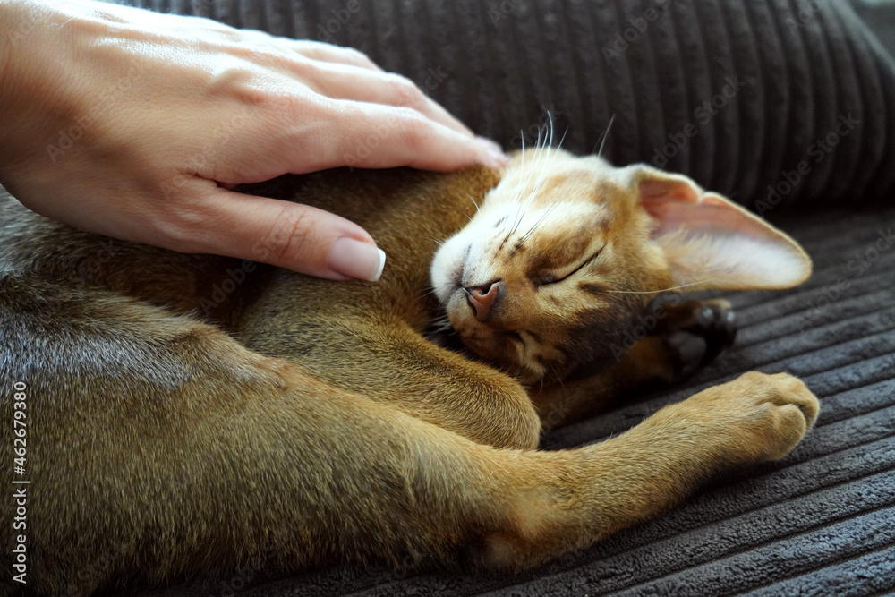 A woman caressing her lovely pet an abyssinian kitten lying on the sofa in the living room A woman caressing her lovely pet an abyssinian kitten lying on the sofa in the living room