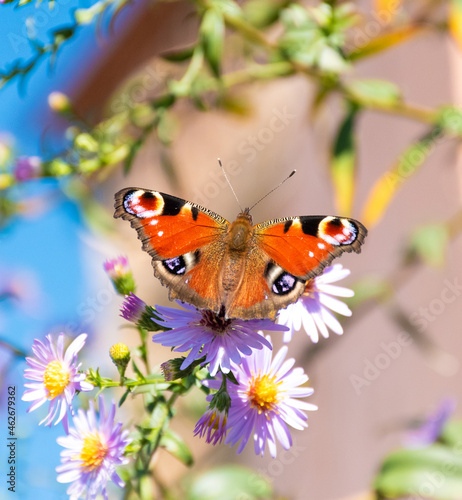 Mariposa Pavo real (Aglais io) photo