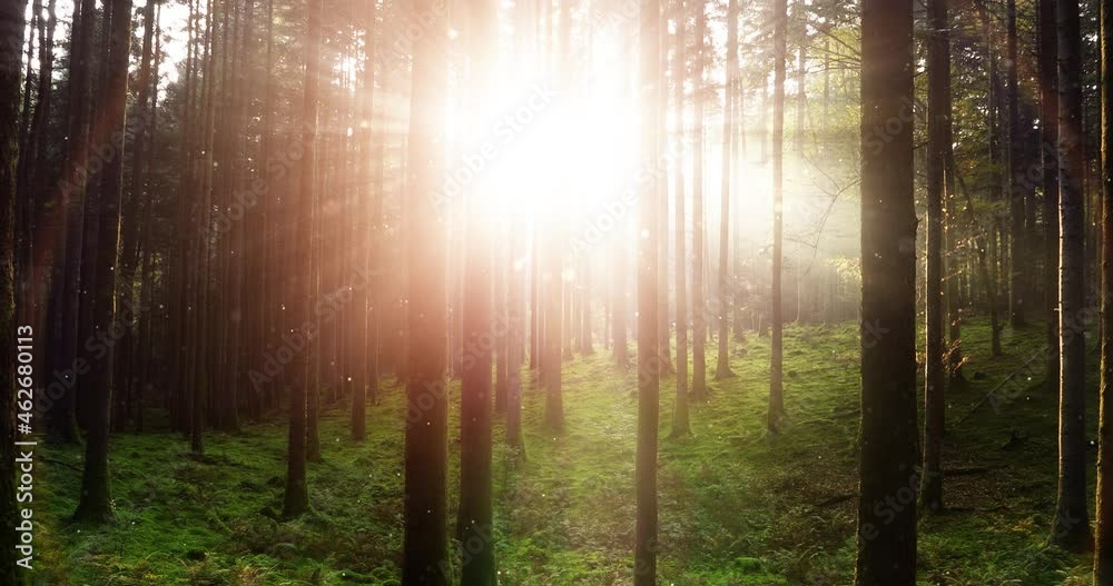 fairytale sun rays and beautiful bokeh in the morning forest. fairytale sun rays and beautiful bokeh in the morning forest.