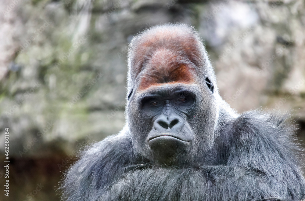 Gorilla leader curled his lips with contemptuous calm look.