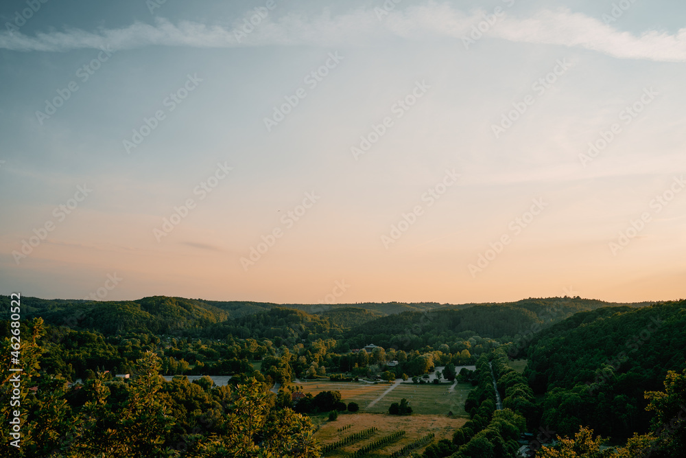 Tall trees during a summer evening. Landscape picture of the forest after sunset.