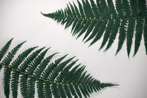 Two fern leaves top view on the isolated background. Natural leaves of fern on the white table photo