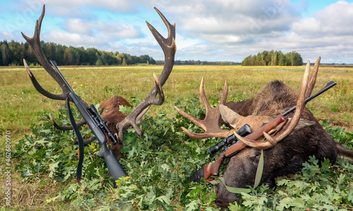 Hunting trophies of elk and deer with hunters' weapons on the background of the grounds.