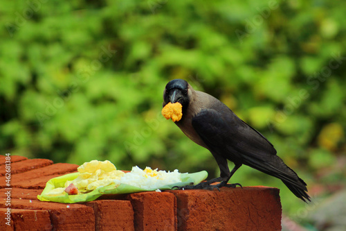 Crow's eating Vada on Newmoon day special food with banana leaf