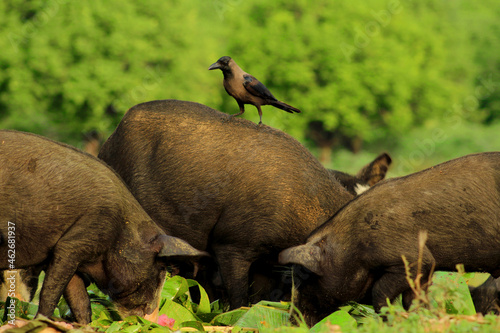 Big Pig eating food with his family