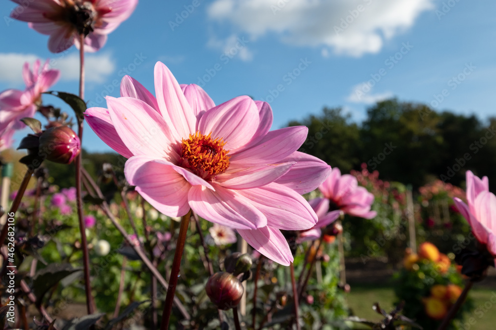 Stunning pink dahlia flowers photographed on a sunny day in late summer in a garden in Wisley, near Woking in Surrey UK Stunning pink dahlia flowers photographed on a sunny day in late summer in a garden in Wisley, near Woking in Surrey UK